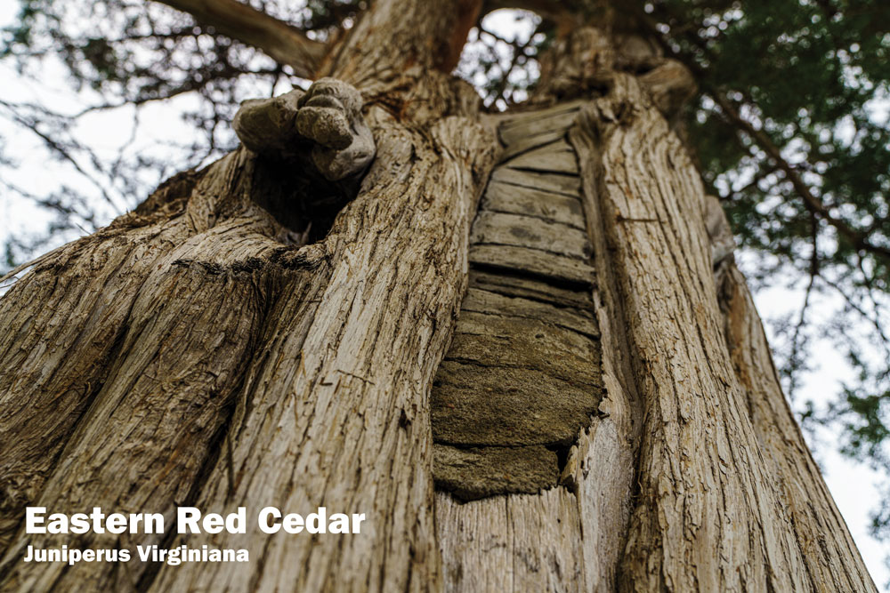Eastern Red Cedar