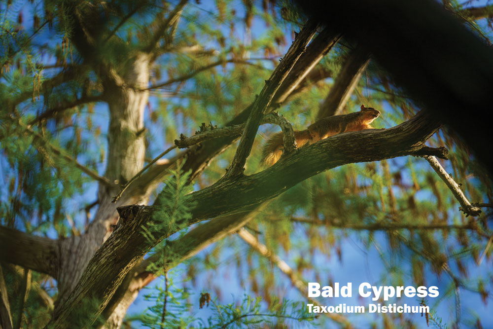 Bald Cypress
