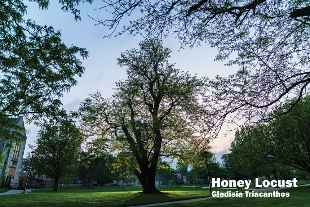 Honey Locust