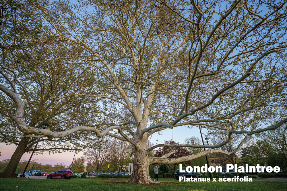 London Plaintree