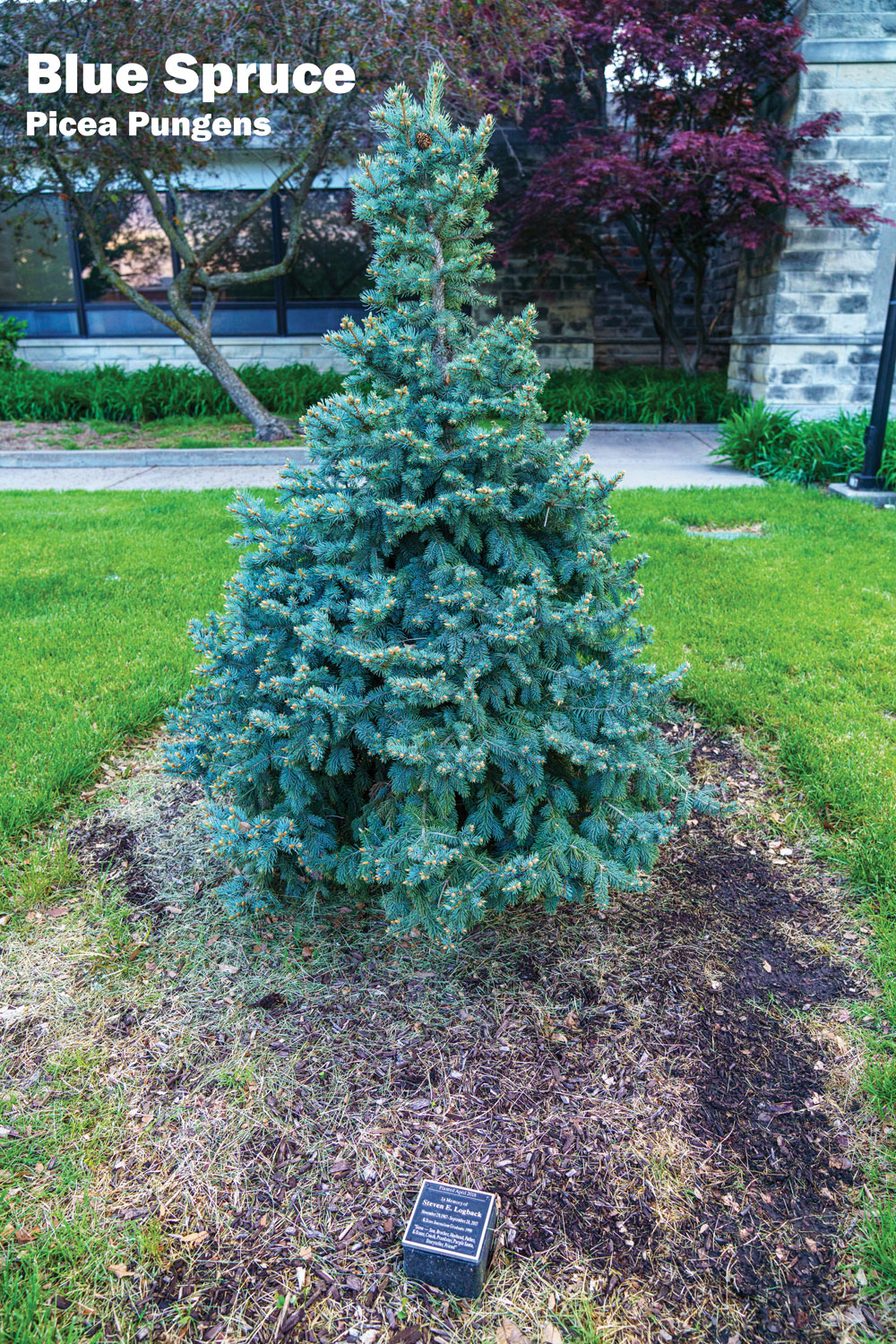 Blue Spruce