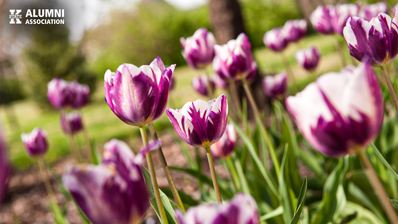 PurpleTulips