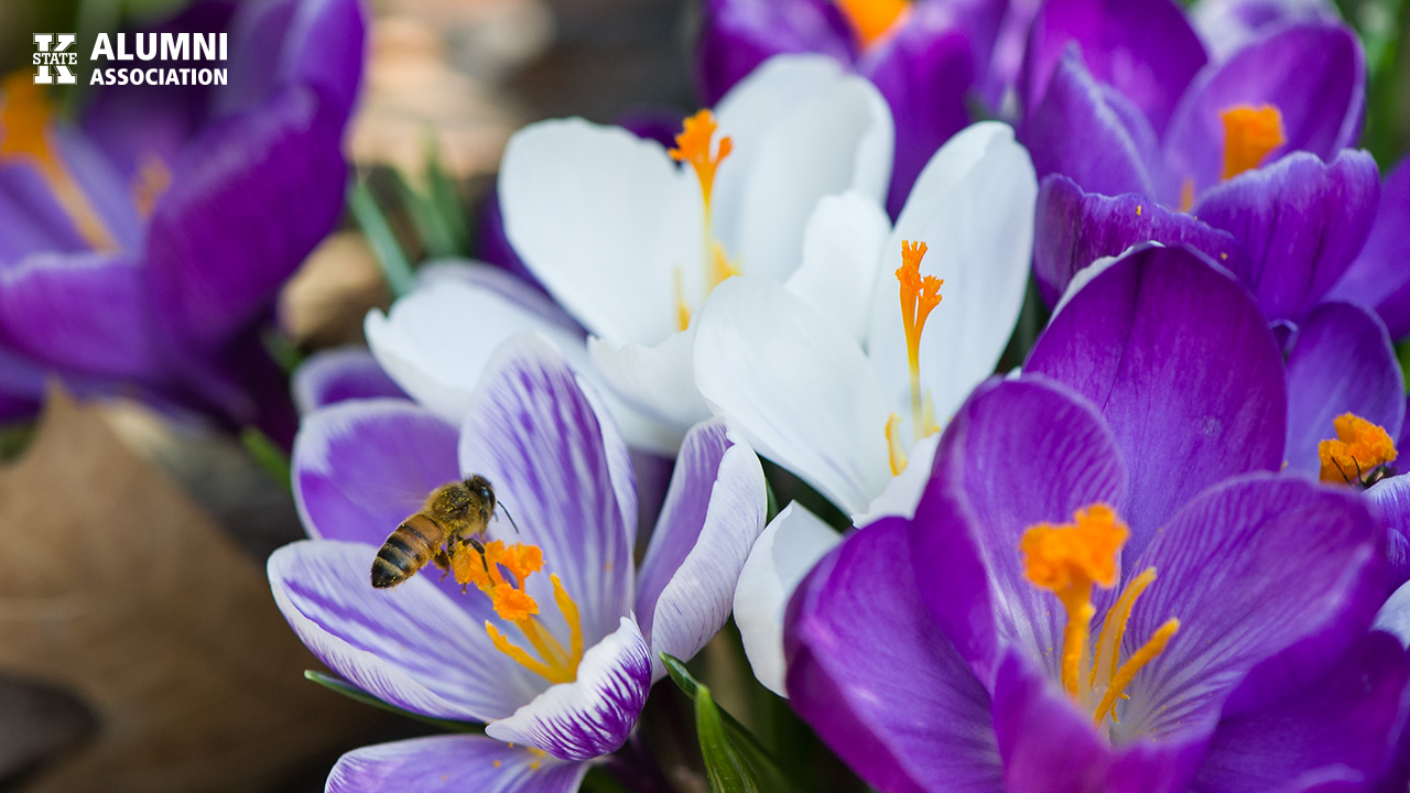 SpringFlowers