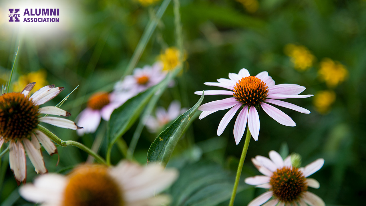 Wildflowers