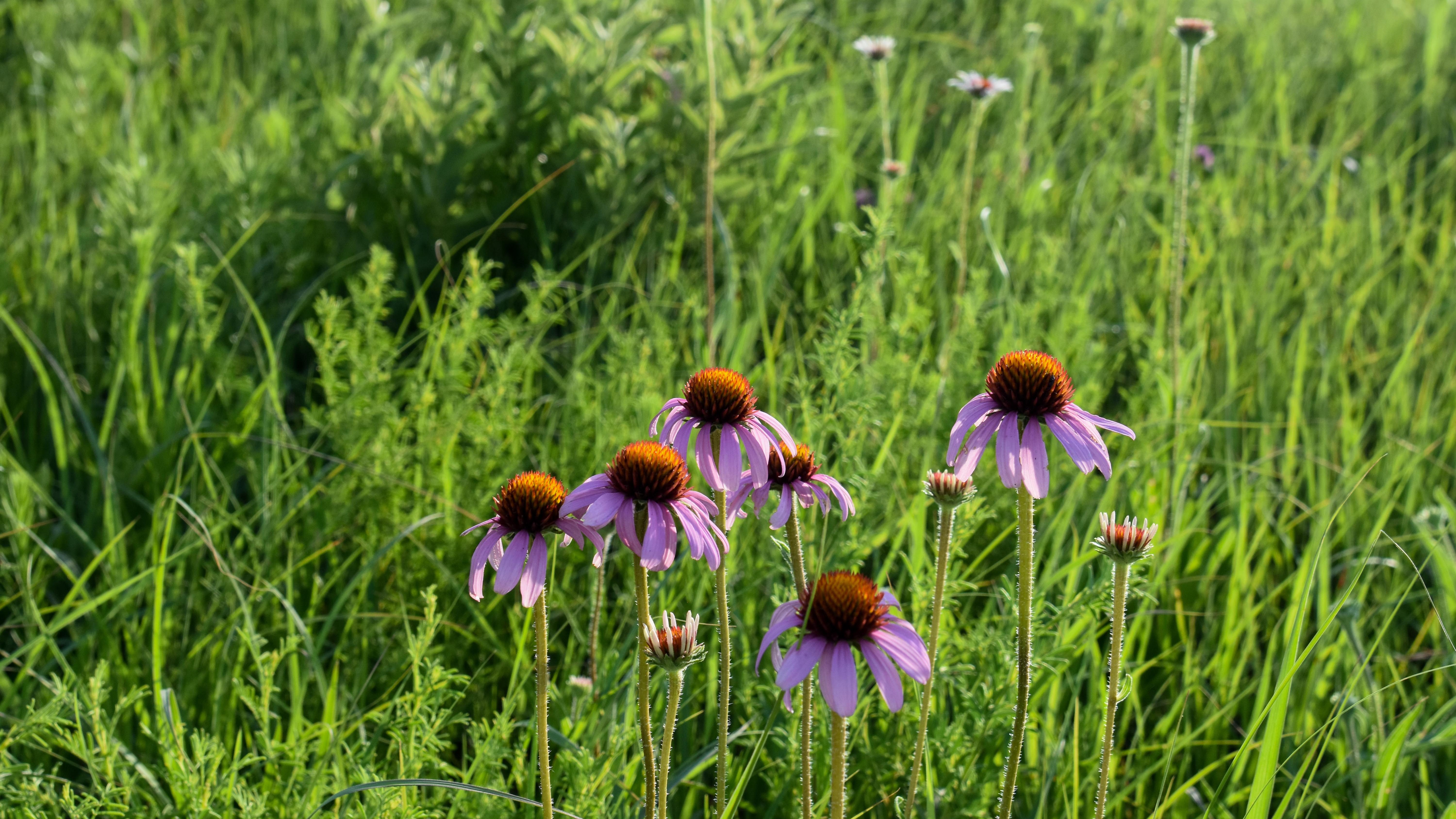 Wildflower Walk