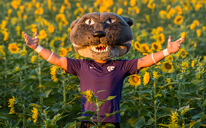 Willie the Wildcat in sunflower field